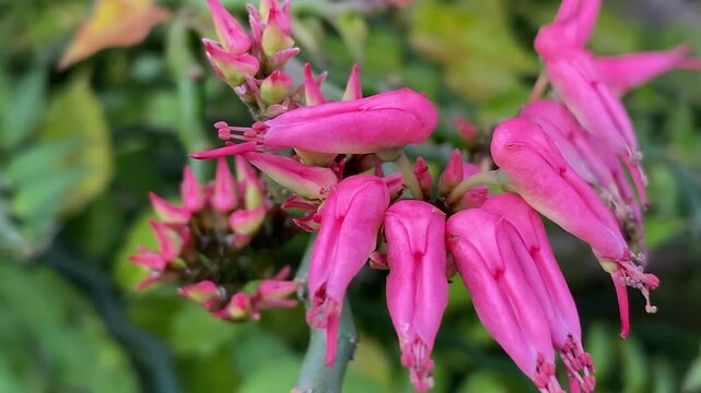 Pink Slipper Bracts of Euphorbia tithymaloides in Bloom - Devil's Backbone Succulent, Close-Up