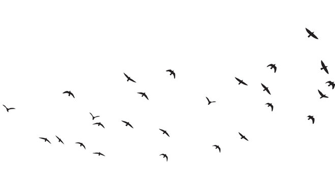 Vector illustration of birds flying in a flock on a white background