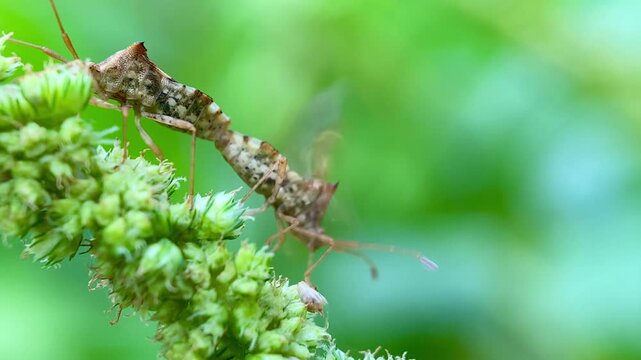 Horned Coreid Bugs Mating Pair and Courtship Ritual on Green Flower Bud, Macro Close-Up
