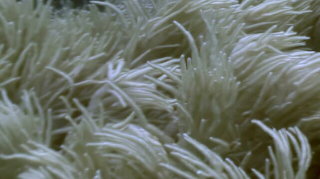 Witness serene underwater ballet of white sea anemones. These exquisite marine creatures gently undulate with hidden currents, forming vibrant, soft carpet across ocean floor, kissed by daylight.