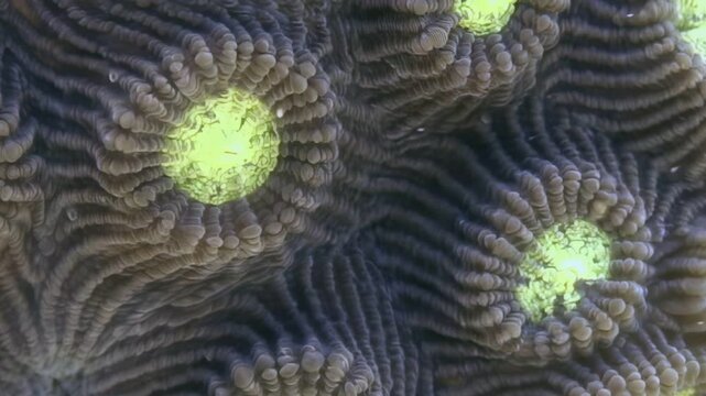 Intricate brain coral polyps display a vibrant, pulsing green luminescence.