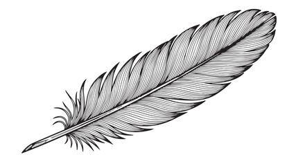 Black and white vector feather illustration with detailed lines and quill © Akel