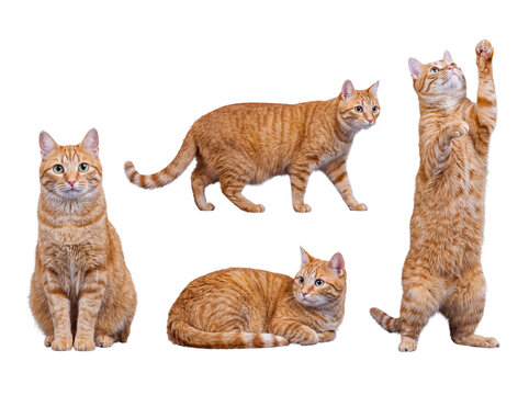 Four playful ginger tabby cats in diverse poses, including sitting, walking, and standing.