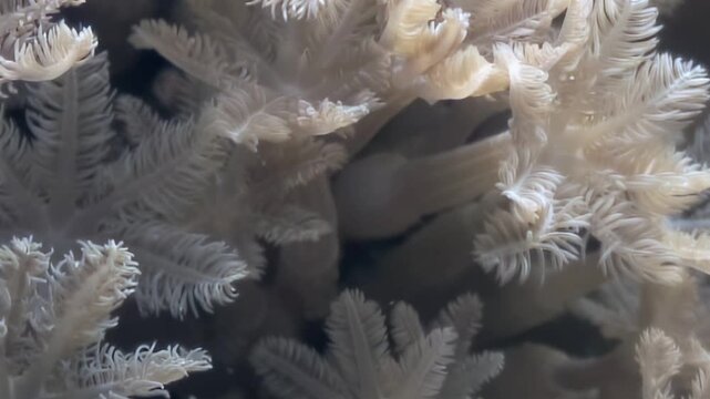 A close up captures delicate white soft coral polyps gently moving with the flow of underwater currents.