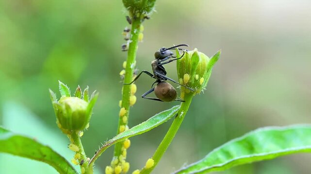 Polyrhachis Spiny Ant with Golden Abdomen Milking Aphids for Honeydew, Macro Close-Up