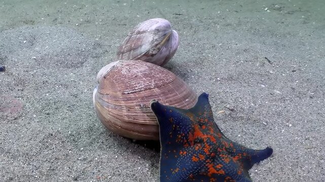 Vibrant blue and orange starfish elegantly glides across sandy floor. It passes by two curious clams resting in calm, shimmering depths of Sea of Japan. Peaceful, hidden moment unfolds.