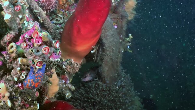 Vibrant marine life thrives in mysterious depths of Sea of Japan. Scarlet ascidians and sapphire sea squirts cling to rocky reef, sparkling with deep-sea wonder. Small fish peeks from its hidden home.