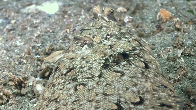 A camouflaged flatfish gently settles on the Sea of Japan seabed, its patterned skin a marvel of natural artistry.