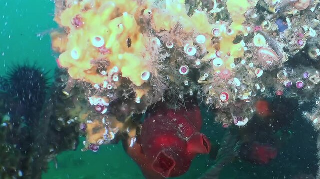 Glimpse the dazzling underwater world of the Sea of Japan. Red ascidians and yellow sponges adorn a submerged structure, where a black sea urchin peacefully rests.
