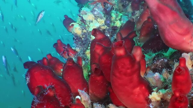Witness a vibrant marine spectacle flourishing beneath the tranquil waves of the Sea of Japan.