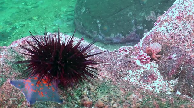 Sea of Japan's depths offer an enchanting look at marine life. A dark spiny sea urchin anchors a rocky scene. Beneath its protective spines, a camouflaged flatfish rests.