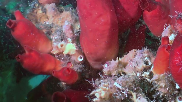 Explore the vibrant underwater realm of the Sea of Japan. Brilliant red marine creatures, likely sea squirts or sponges, cling to the rugged substrate.