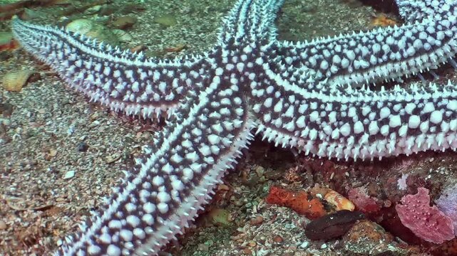 Observe a magnificent starfish with intricate patterns gracefully adorning the sandy ocean floor of the Sea of Japan.