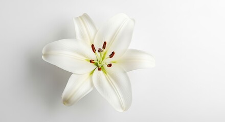 Fototapeta premium A pristine white lily with vibrant green leaves, blooming in a serene garden setting.
