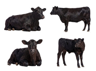 Various black Angus cattle, including a cute calf, in different poses, from mature adults to young. © Nadine