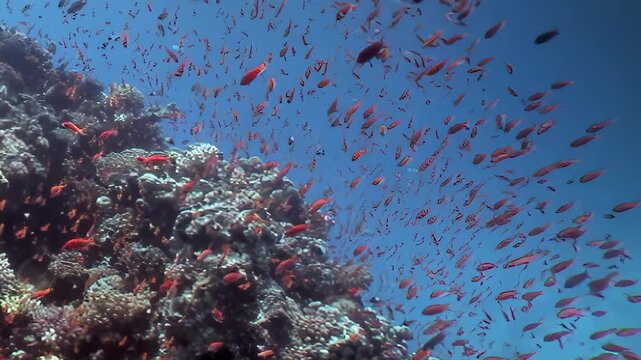 Hundreds of fiery orange anthias fish beautifully swarm a vibrant, ancient coral reef.