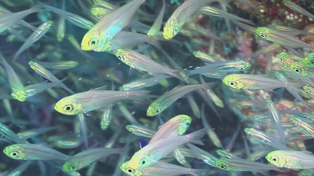 A vast school of transparent glassfish swims in unison through the crystal clear waters of a tropical ocean during the day.