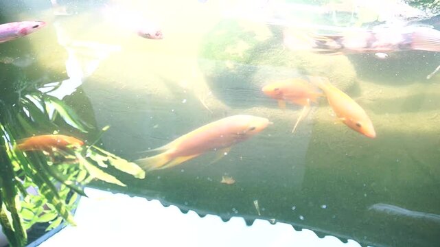Golden tilapia fish swimming in a pond