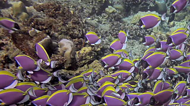 Watch as vibrant school of palette surgeonfish glides gracefully through vivid coral reefs. Their stunning colors and playful movements create mesmerizing display beneath ocean surface in clear waters