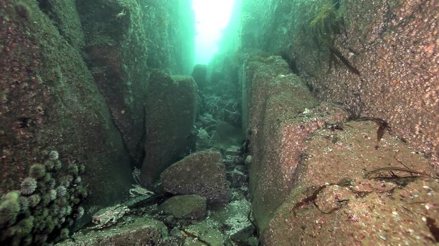 Young king crabs live a vibrant existence among the formidable rocks and enigmatic underwater caves of the Barents Sea. Sunlight filters through the deep water, highlighting their secluded realm.