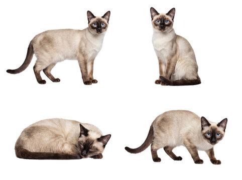 Four varied poses of a beautiful Siamese cat with distinctive blue eyes and point coloration.