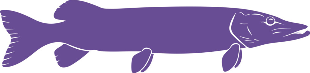 Illustrated purple pike fish graphic with detailed fins and scales isolated on transparent background © MURSHIDUR RAHMAN