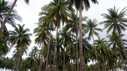 Obraz premium Large grey granite stones scattered along the beach with a dense tropical forest and coconut palms at Siangau.