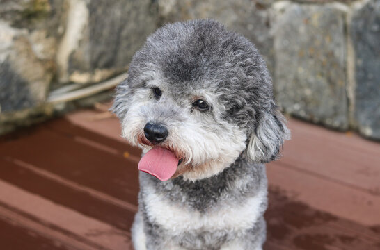 Cute silver phantom toy poodle dog sitting on a bench, staring off into the distance with its tough sticking out.