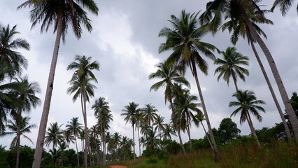 Obraz premium Wide scenic panorama of Siangau Beach displaying giant granite boulders and iconic coconut trees along the turquoise sea.