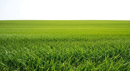 Fototapeta premium A vast, vibrant green field stretches towards a clear horizon under a bright sky.