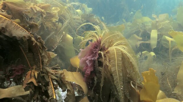 Captivating journey into Barents Sea's serene Arctic depths. Witness majestic tapestry of diverse kelp forests and unique marine flora flourishing on ocean bottom in these cold, pristine waters.