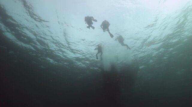 Graceful divers embark on an Arctic adventure in the Barents Sea. Their descent unveils the serene beauty of cold, clear waters, revealing mystical submerged landscapes near the ocean bottom.