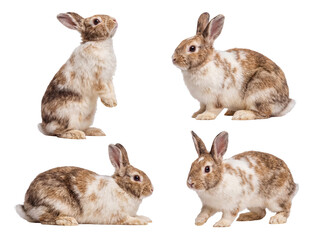 Obraz premium Delightful composite image of small brown and white rabbits in diverse natural positions.
