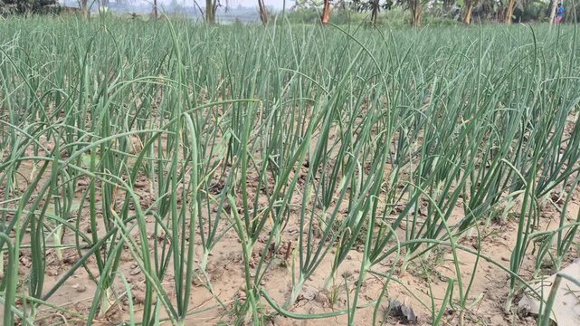 Close-up of Green Onion Plants Growing in Agricultural Field
​Commercial Description
​A high-quality commercial video featuring a close-up view of fresh green onion plants growing in rows within a fer