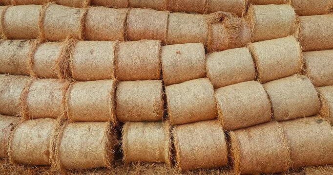 Rows of round straw bales stacked in a field after harvest