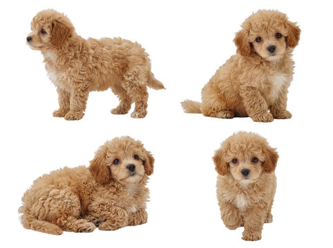 Young playful light brown poodle-mix puppies: A captivating collection of four poses on transparent background.