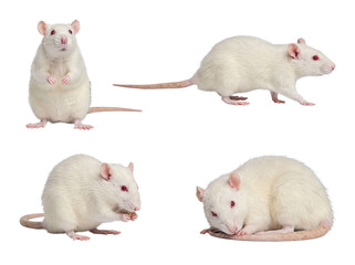 White laboratory rats with striking red eyes in four distinct, natural poses, isolated on a transparent background. © Philip