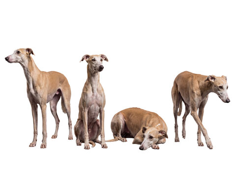 Four elegant fawn Whippet dogs in various poses, showcasing their graceful and athletic build on a transparent.
