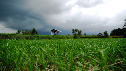 Naklejka premium Lush green paddy field under dramatic dark storm clouds in tropical Bali countryside
