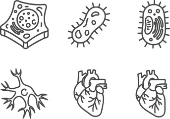 Fototapeta premium Line art illustration of microorganisms cells and organs