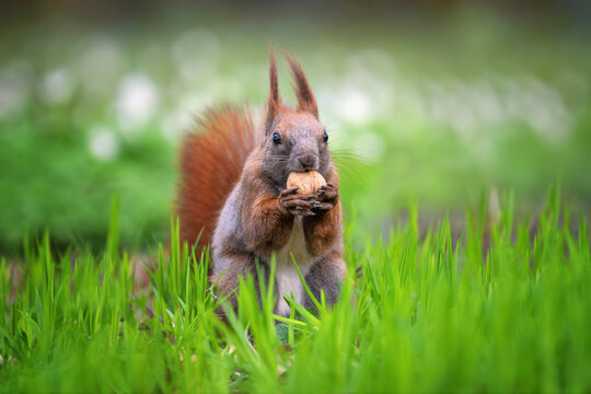 Red squirrel on green grass eating nut and staring