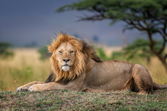 Adult lion lying in the grass with a blurred tree in the backgro