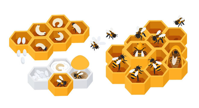 Illustration of honeycombs shows bees caring for larvae and eggs in a diagrammatic style with bright yellow and white tones, emphasizing the life cycle of bees against a clean, isolated