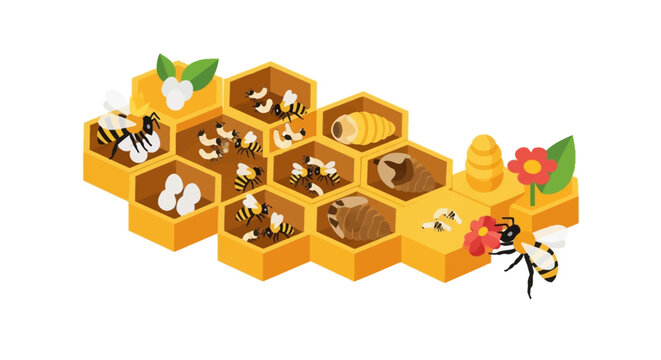 Isometric vector illustration displays a bee life cycle within a honeycomb structure, presenting different stages from egg to larva to pupa against a white background with a warm