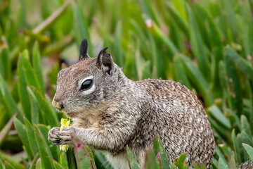  Squirrel eating a yellow flower close up in the grass © Gail