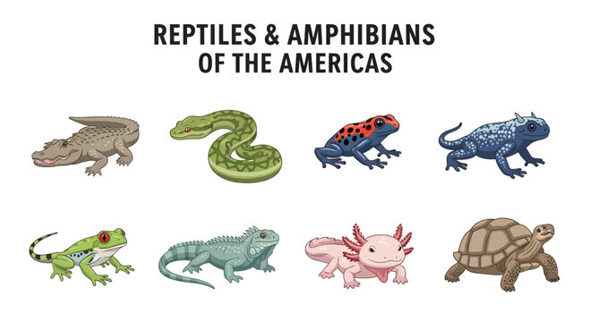 Reptiles and amphibians of Americas animals.