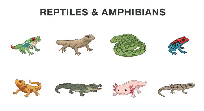 Reptiles and amphibians animal group illustration.