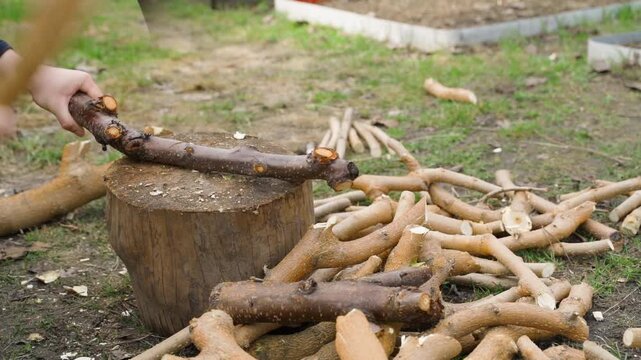 Chopping cherry tree branch with axe slow motion