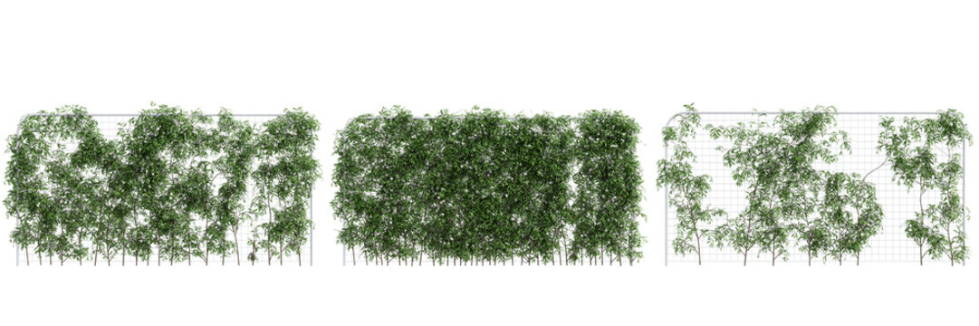 Climbing ivy vines with white flowers on transparent background.3d rendering PNG