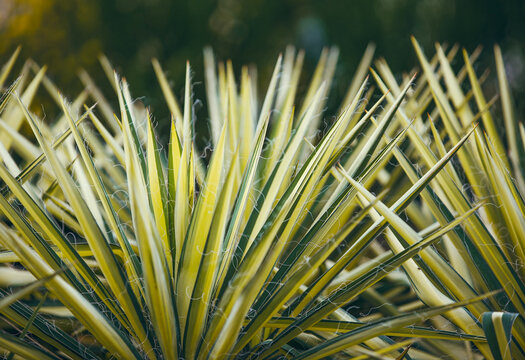 The plant Yucca filamentosa specifically the popular cultivar Color Guard.